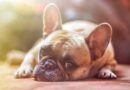 Pets: Dogs are still my favorite Pets: Dogs are still my favorite