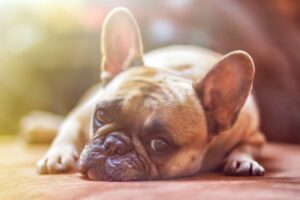 Pets: Dogs are still my favorite Pets: Dogs are still my favorite